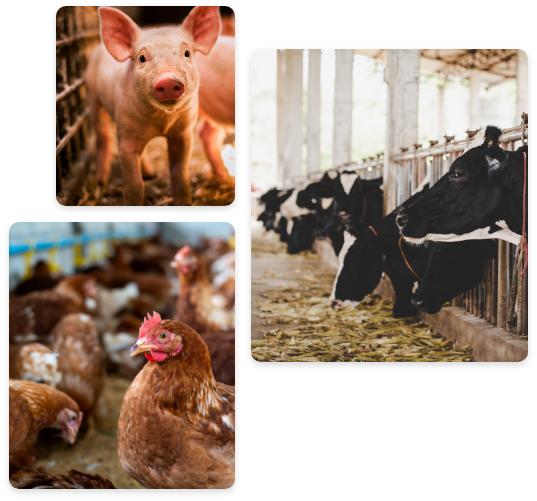 Collage animales de granja