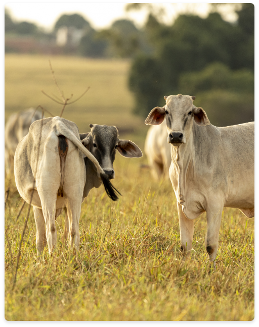Vacas pastando al atardecer, FASZEN